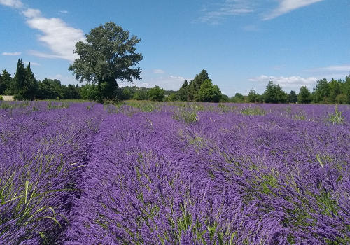 Randonnée en Provence champs de lavande en fleur.